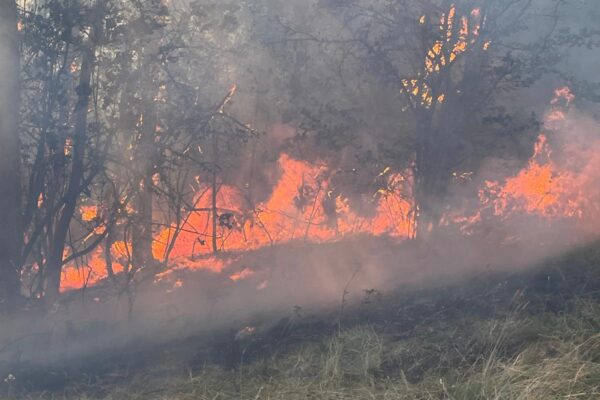 Flăcările au cuprins aproape 10 hectare de litieră de pădure și mărăciniș