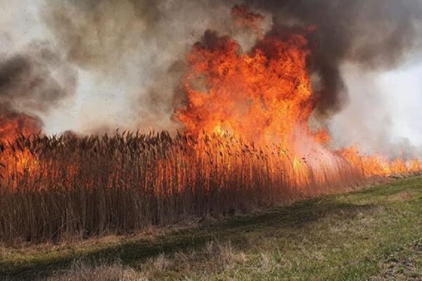(VIDEO) Zeci de hectare de vegetație uscată cuprinse de flăcări, într-o localitate din județ